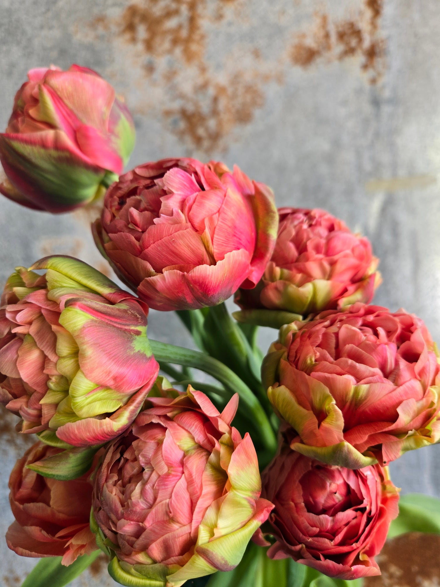 Tulip