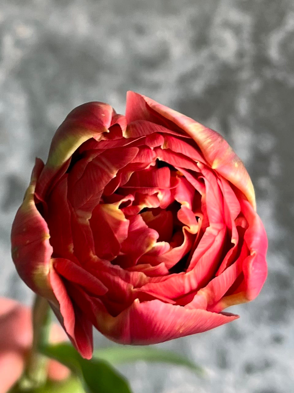 Tulip