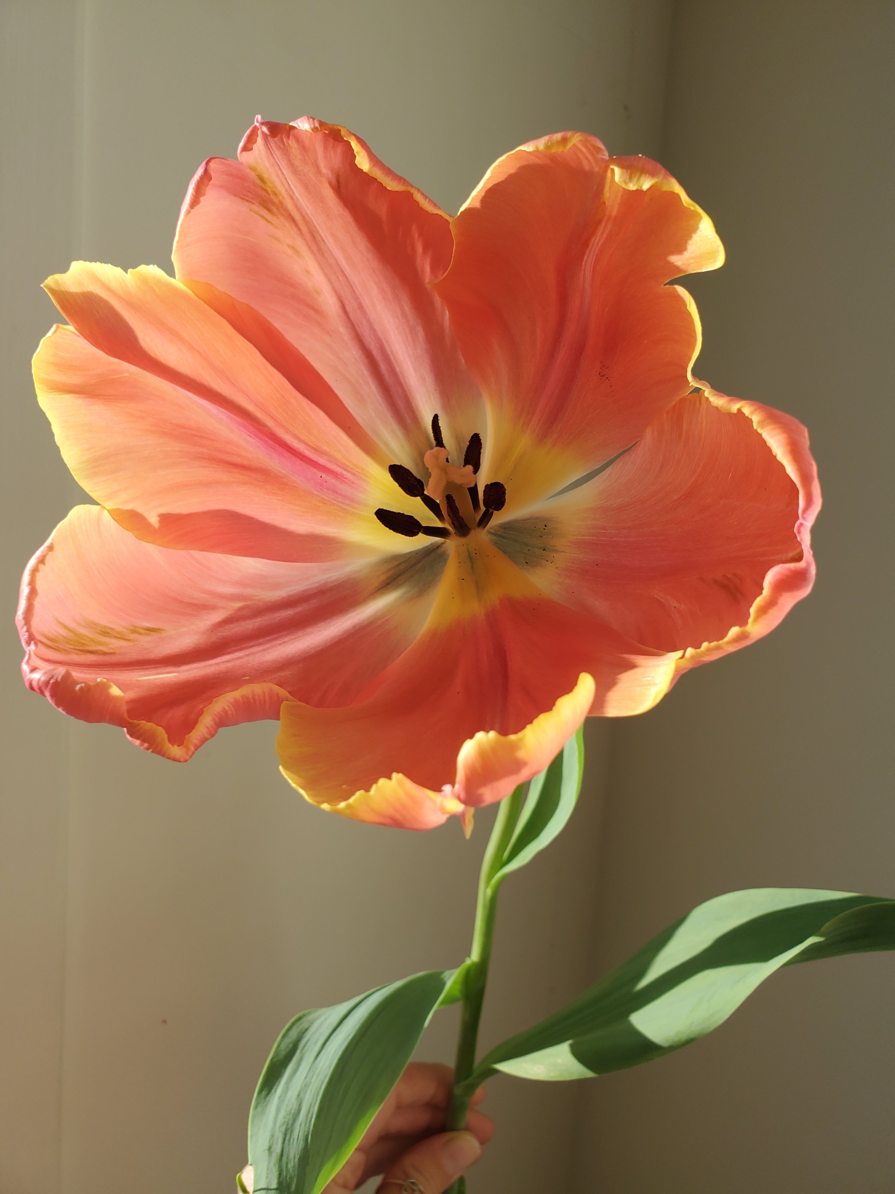 Tulip