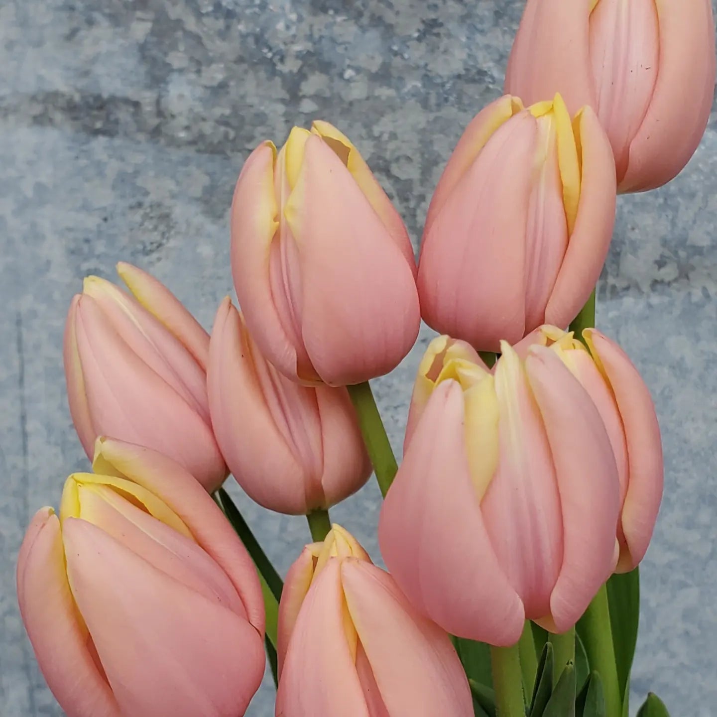 Tulip