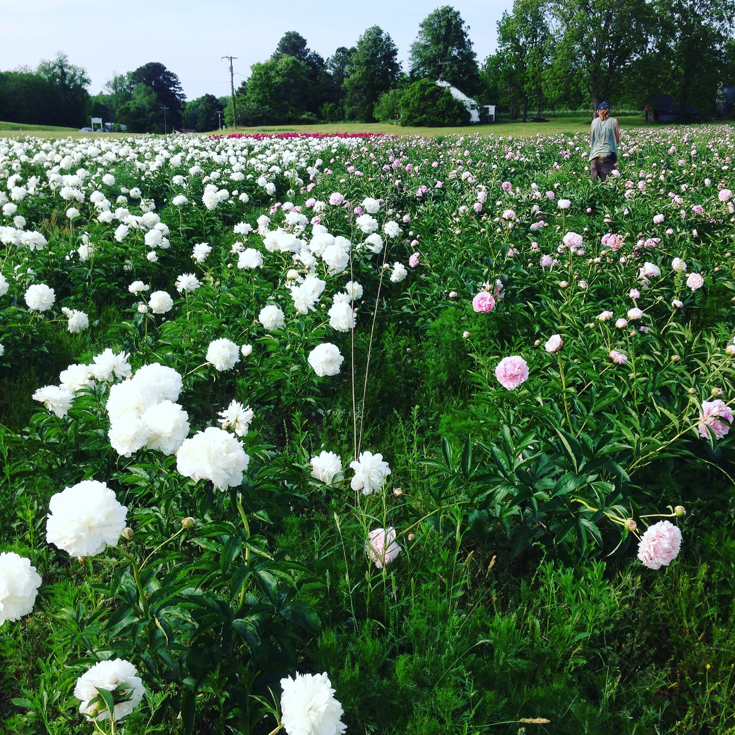 Peony