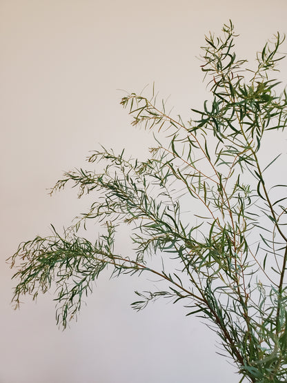 Eucalyptus