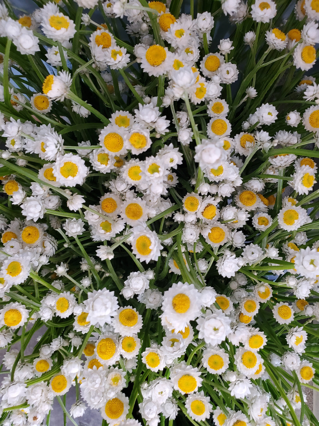 Ammobium- Winged Everlasting