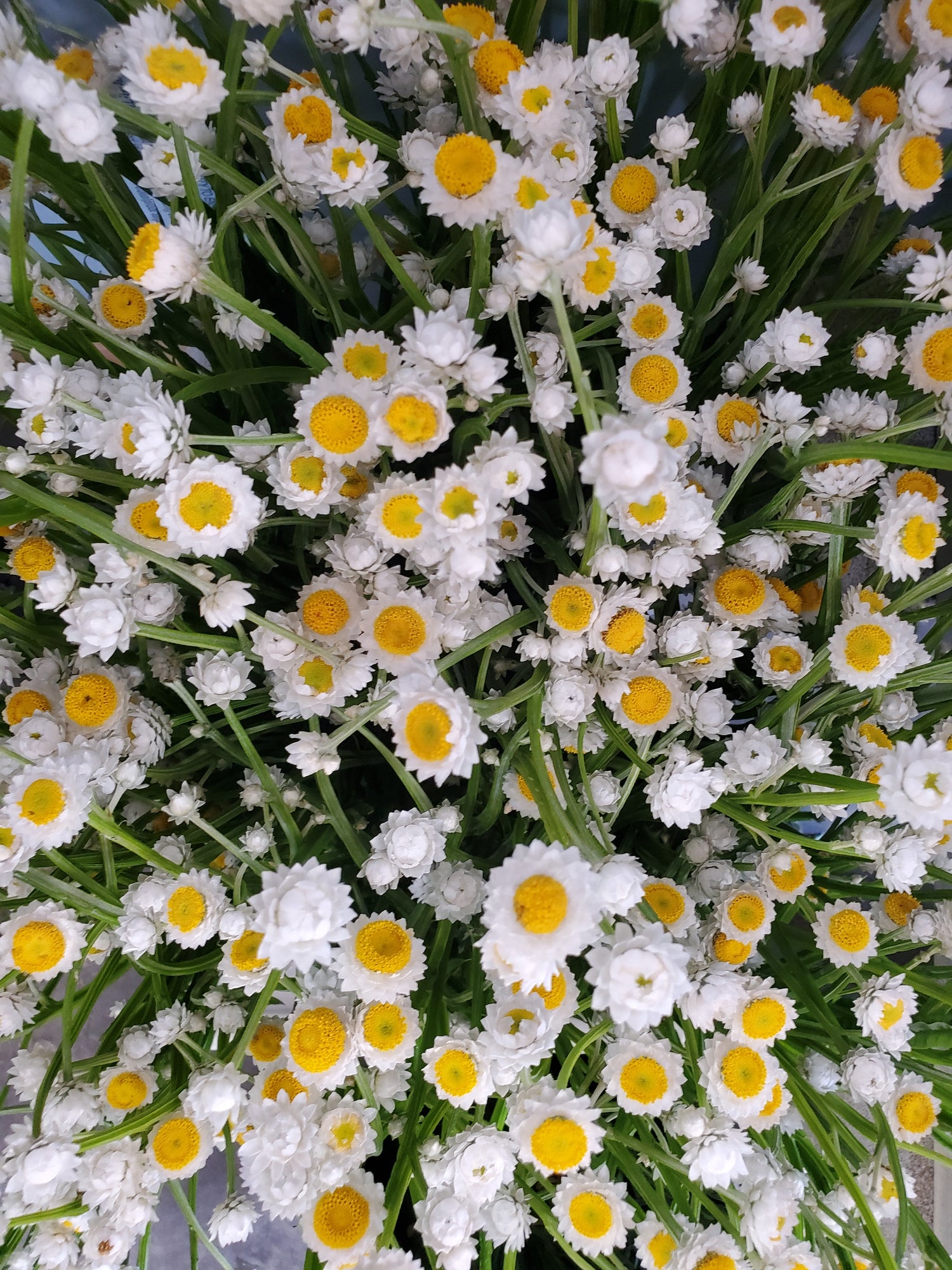 Ammobium- Winged Everlasting