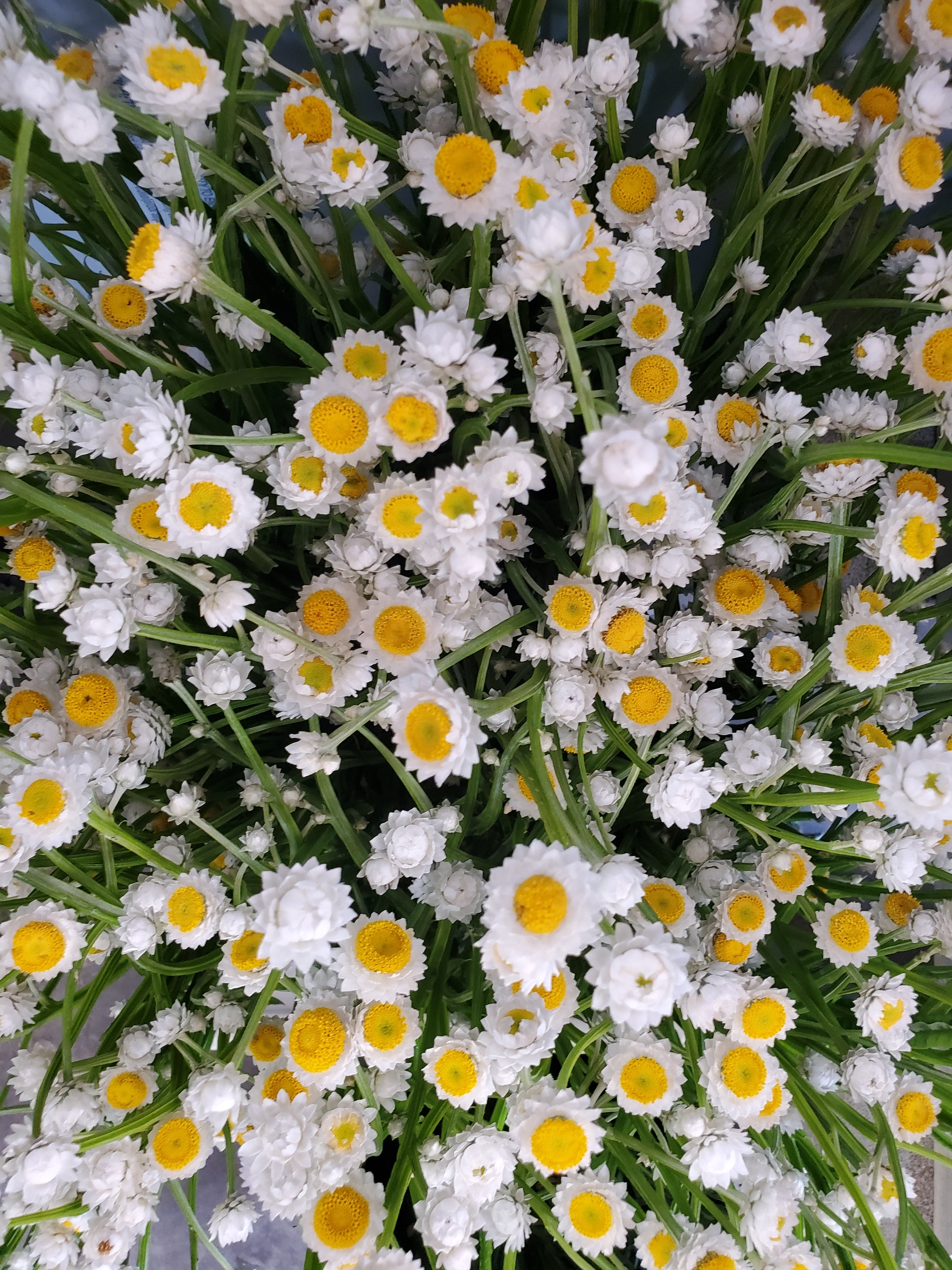 Ammobium- Winged Everlasting