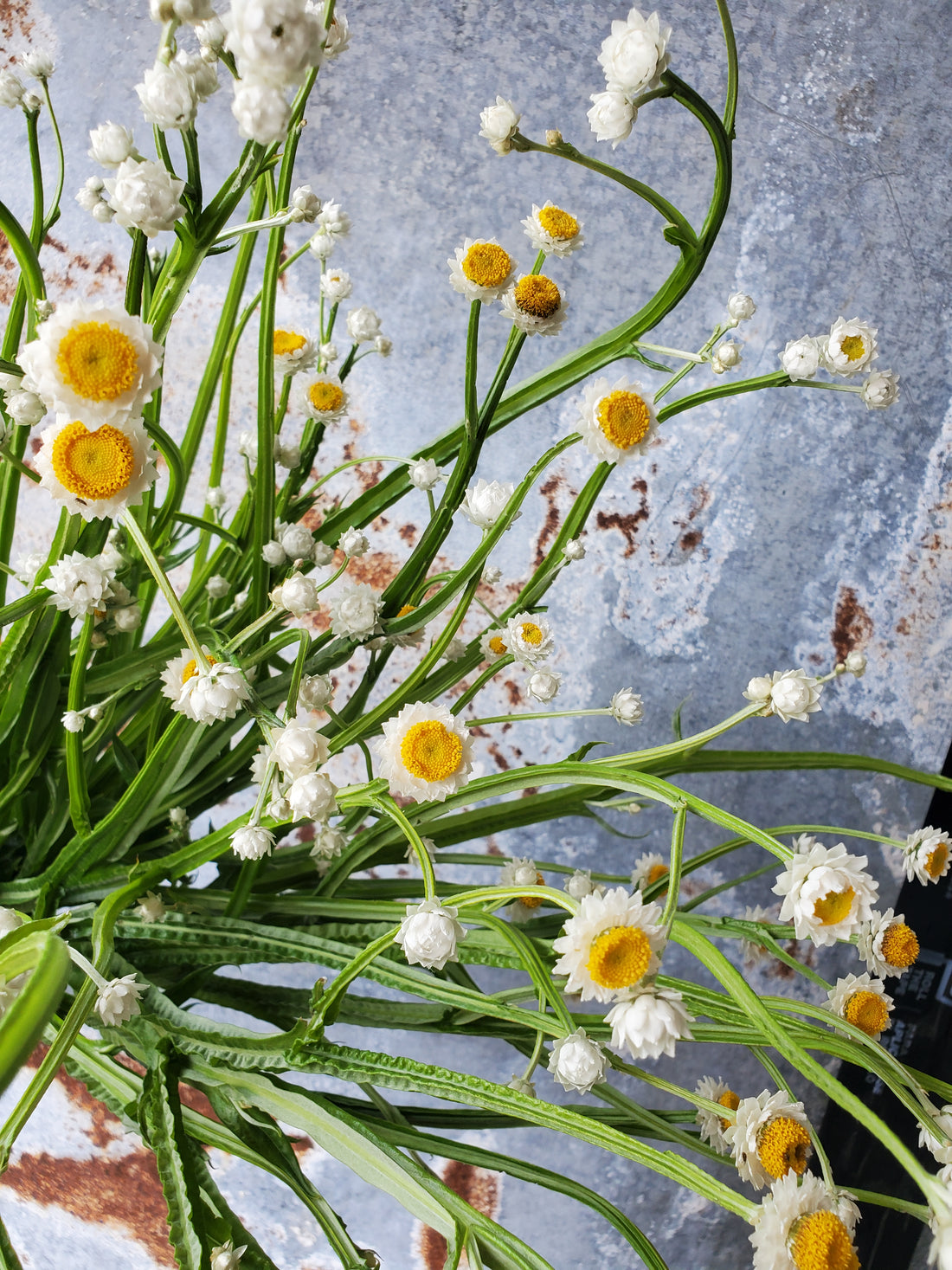 Ammobium- Winged Everlasting