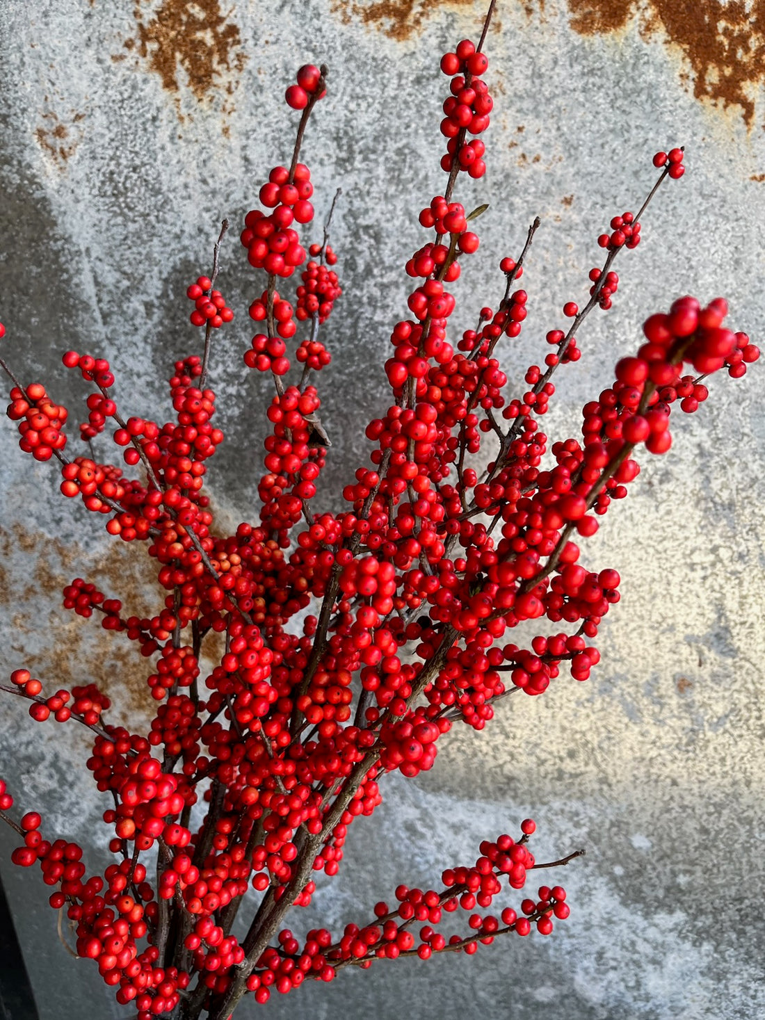 Winterberry