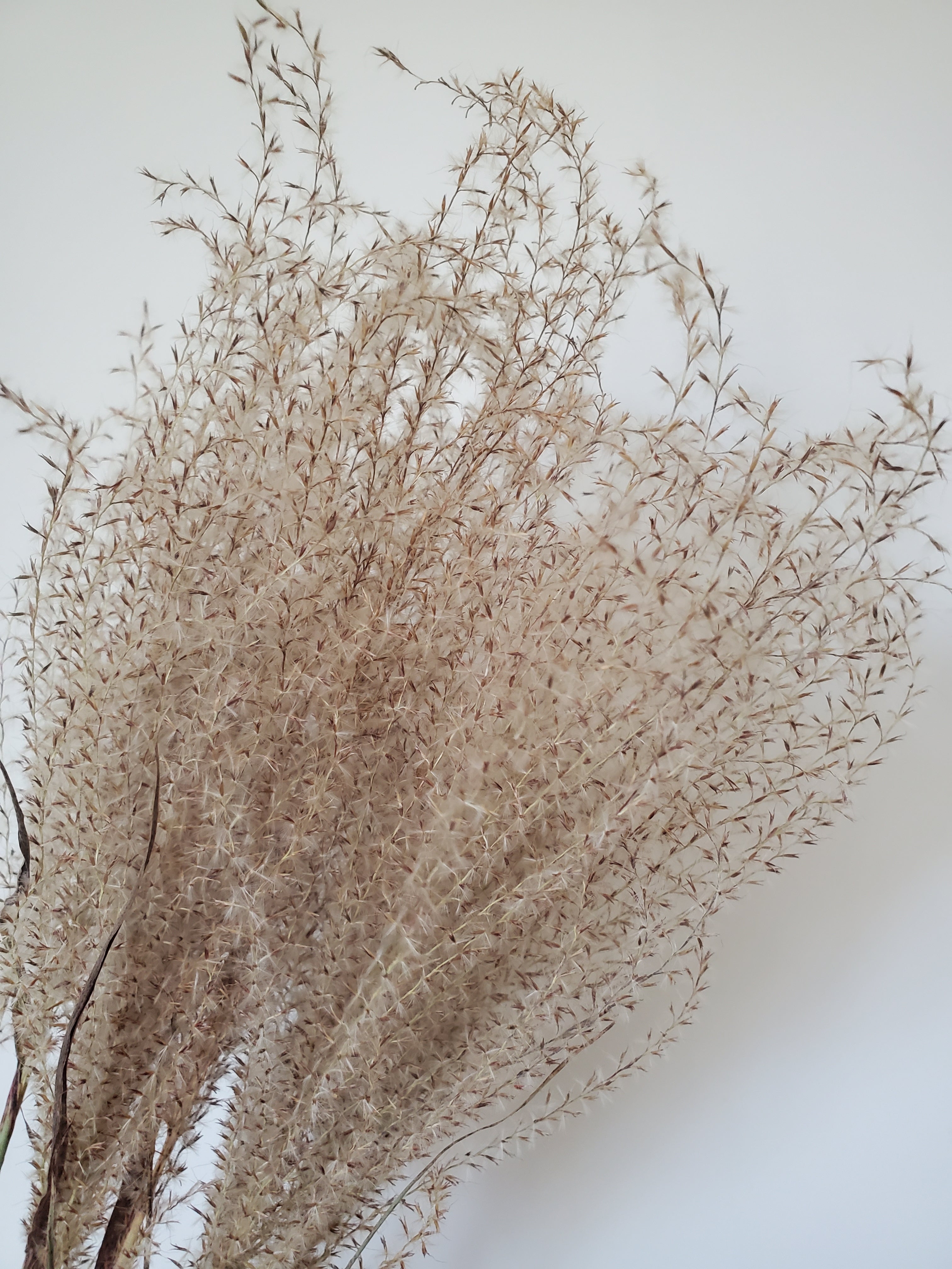 Zebra Grass Plumes - Dried