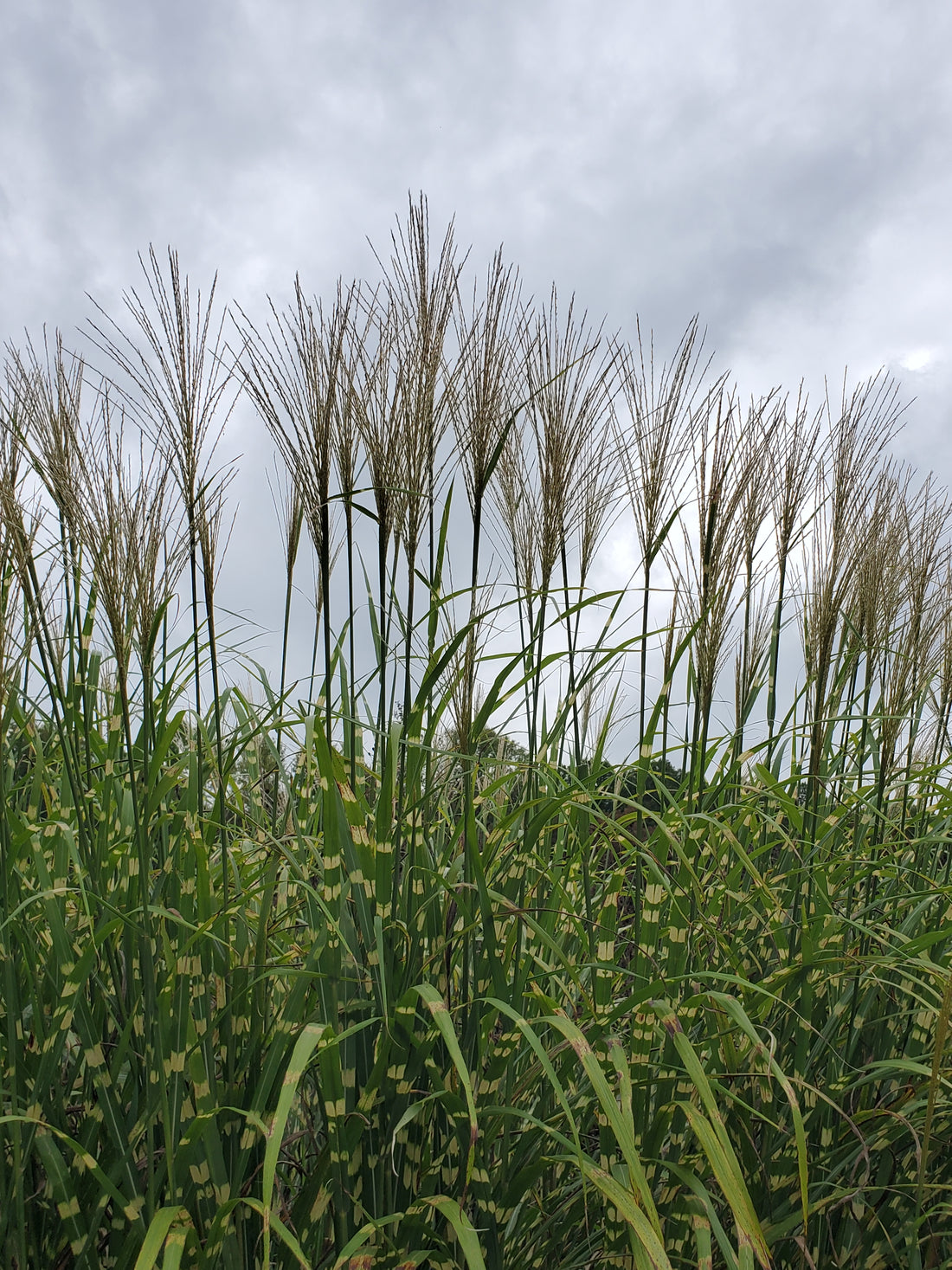Zebra Grass