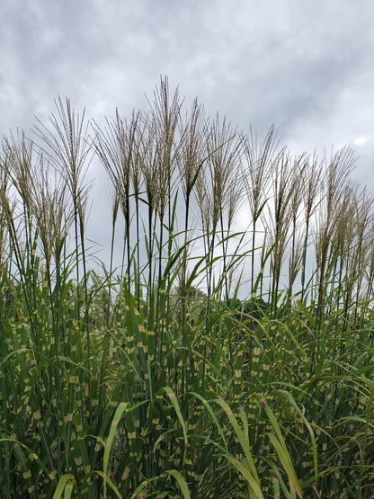 Zebra Grass