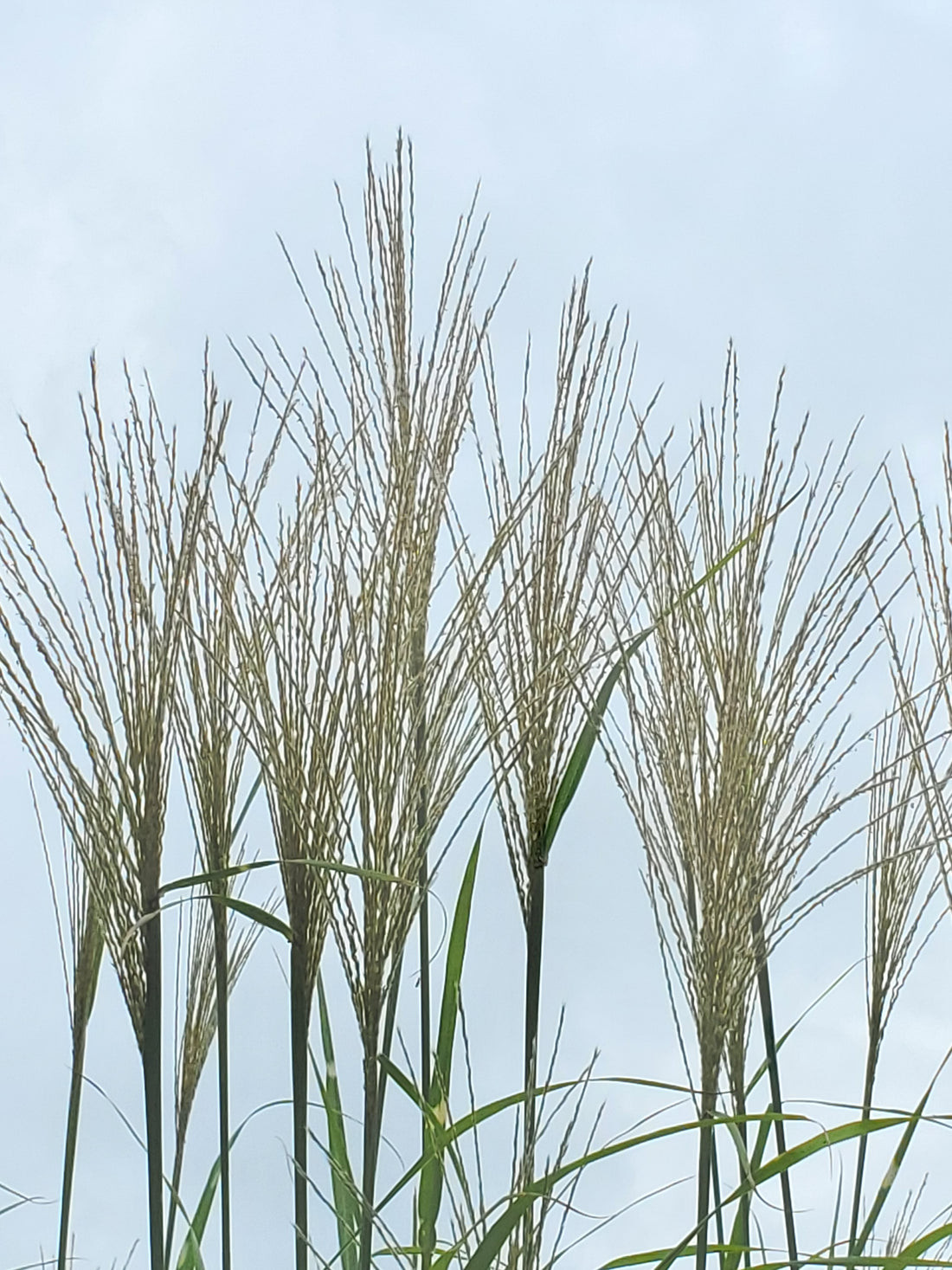 Zebra Grass