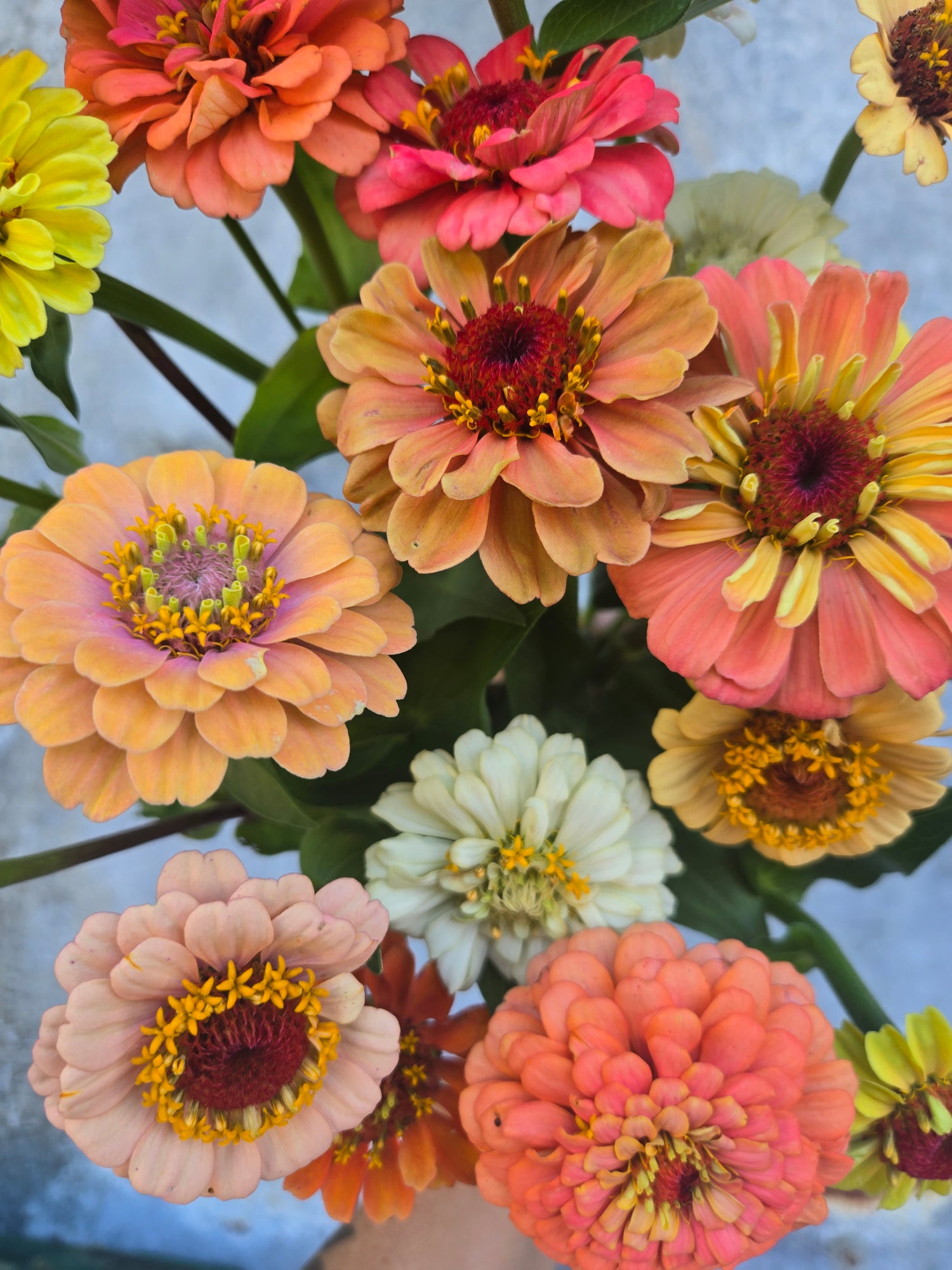 Zinnia Heirloom