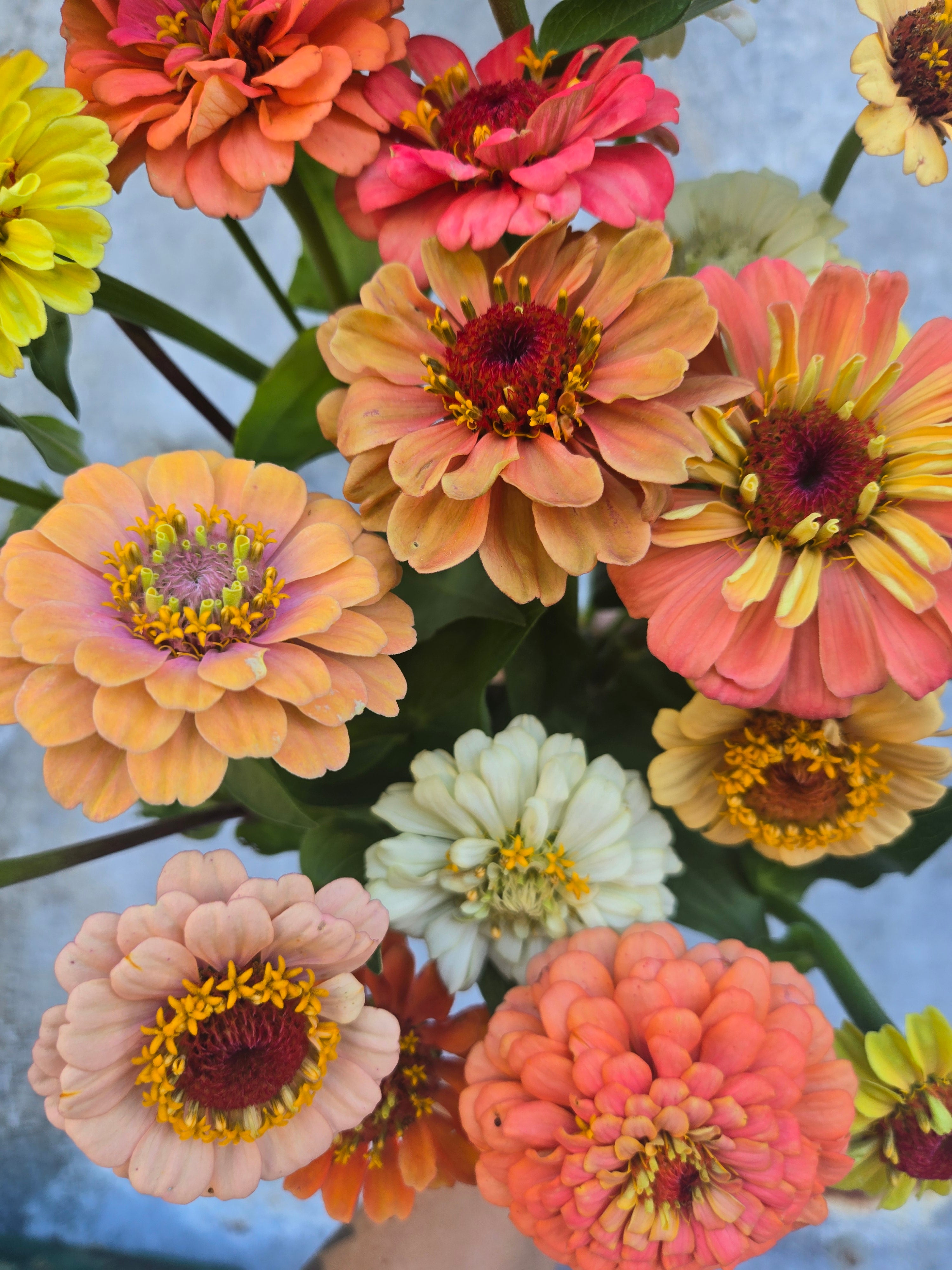 Zinnia Heirloom