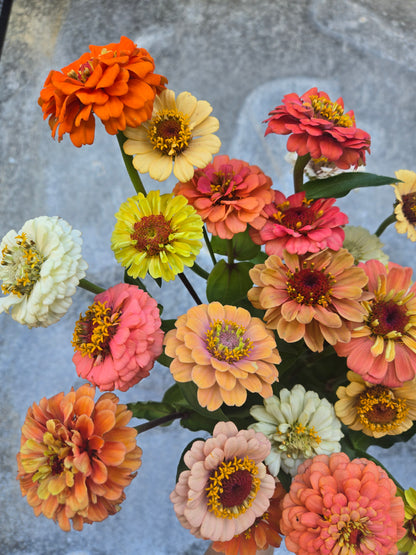 Zinnia Heirloom