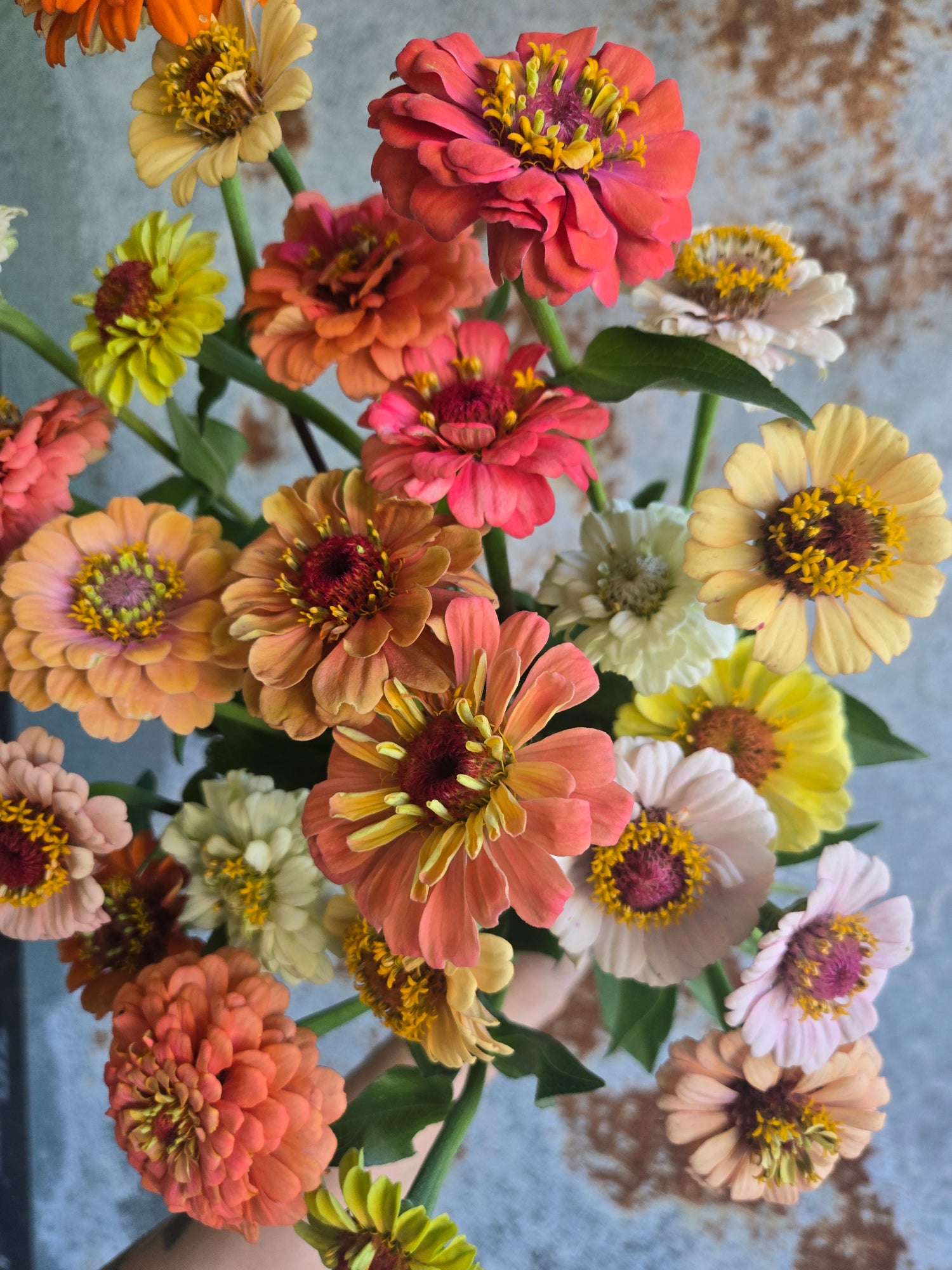 Zinnia Heirloom
