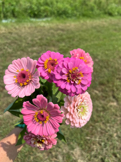 Zinnia Heirloom