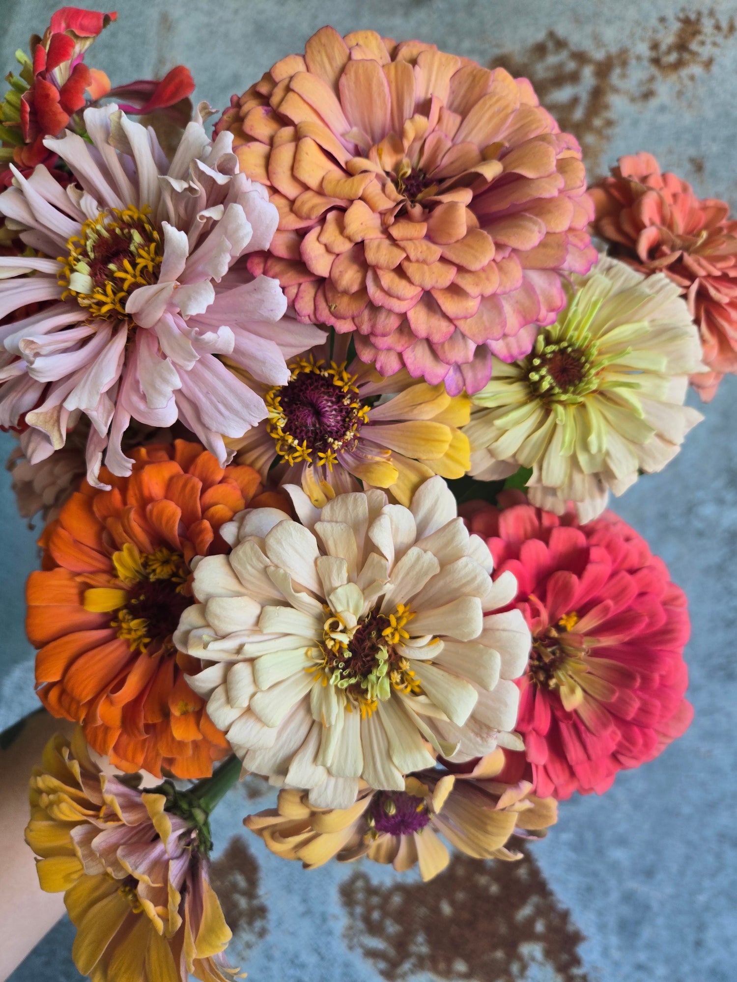 Zinnia Large