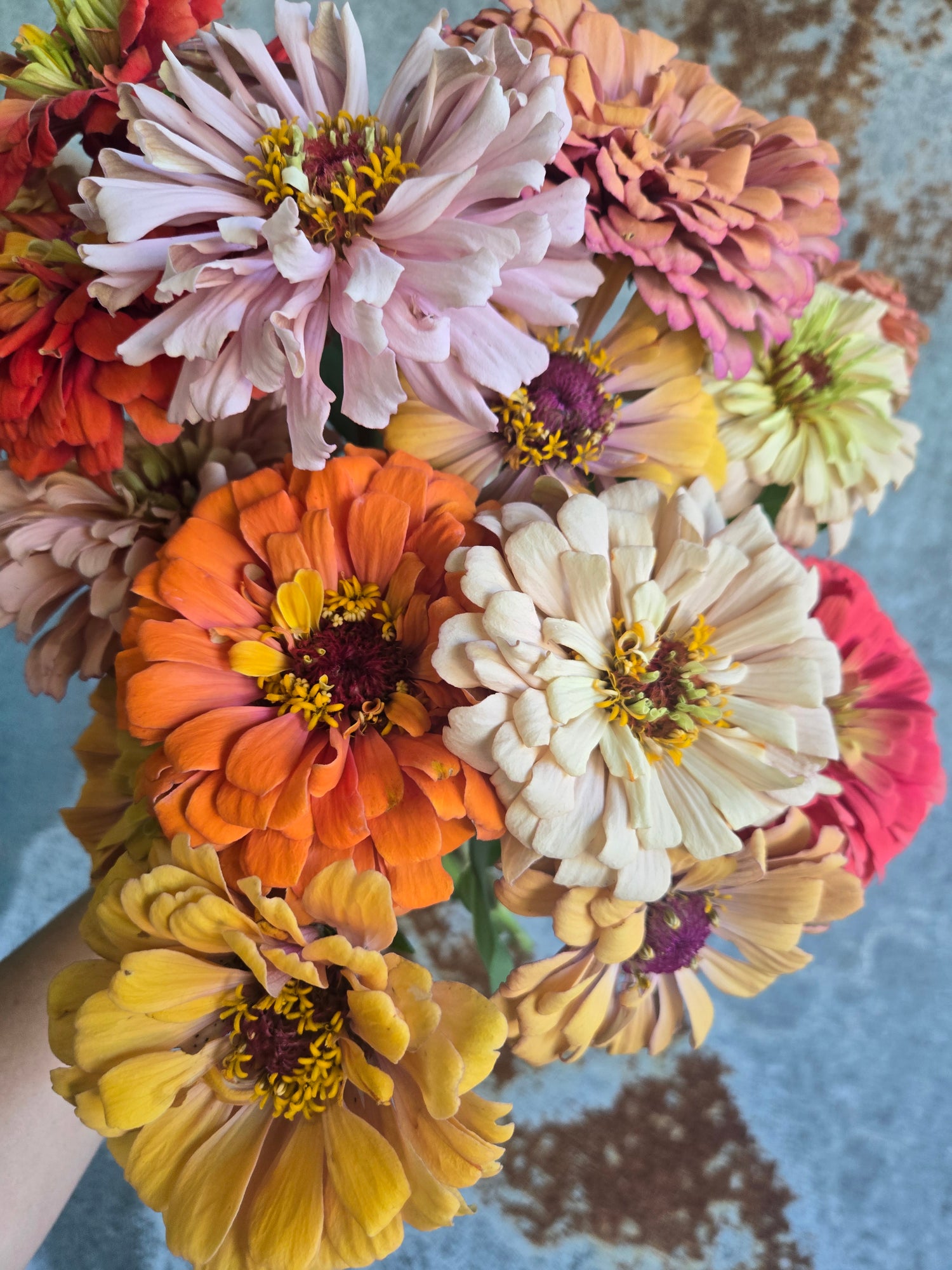 Zinnia Large
