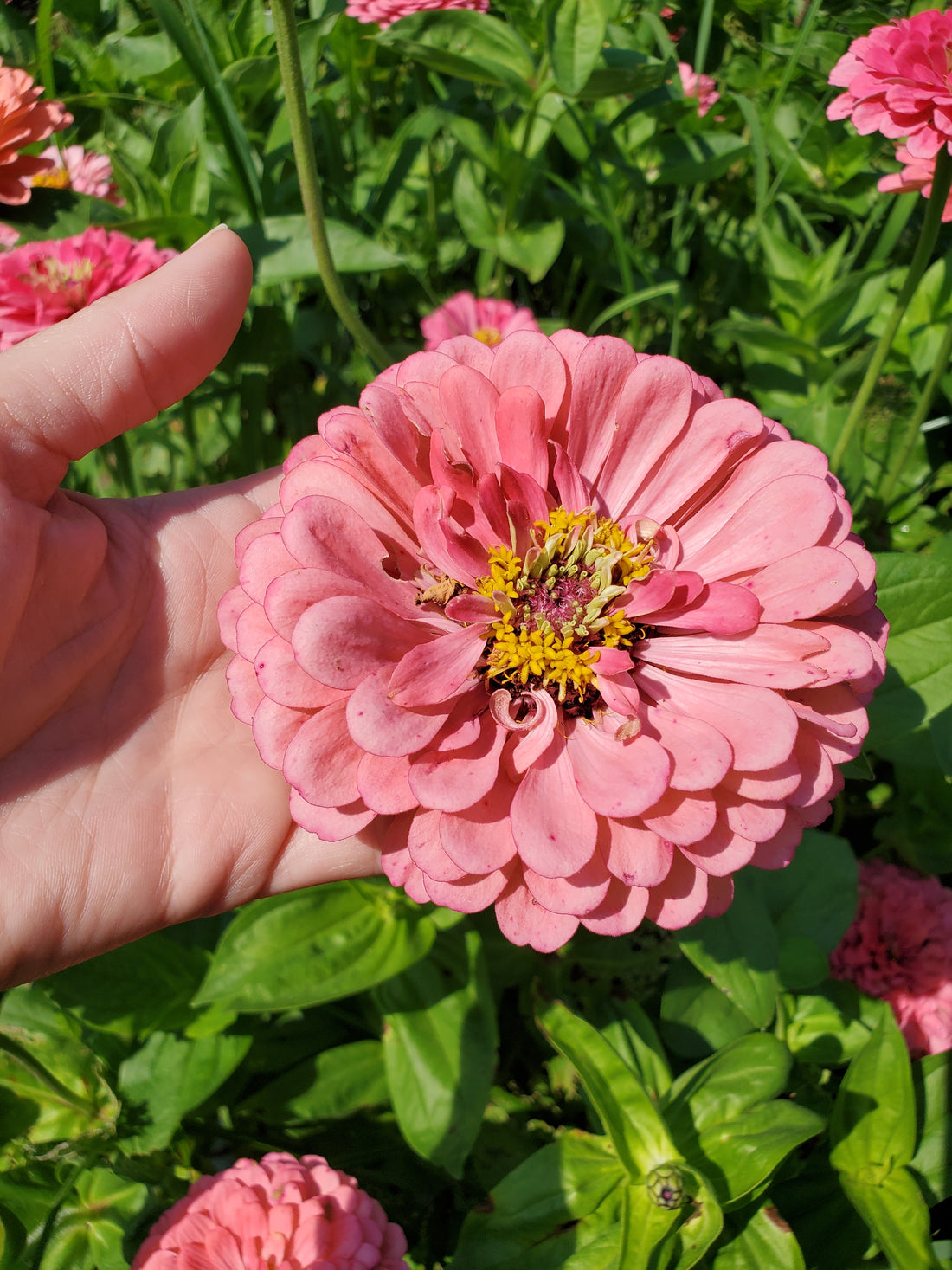 Zinnia Large