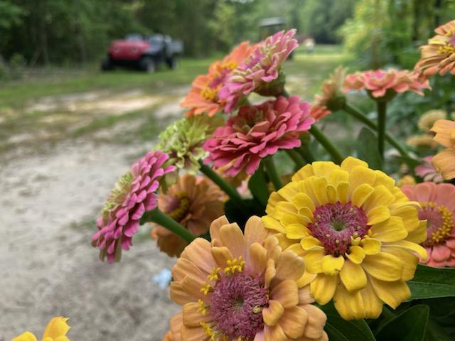 Zinnia Heirloom