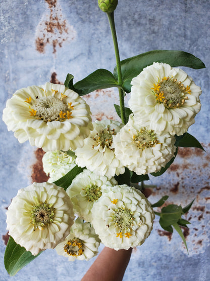 Zinnia Heirloom